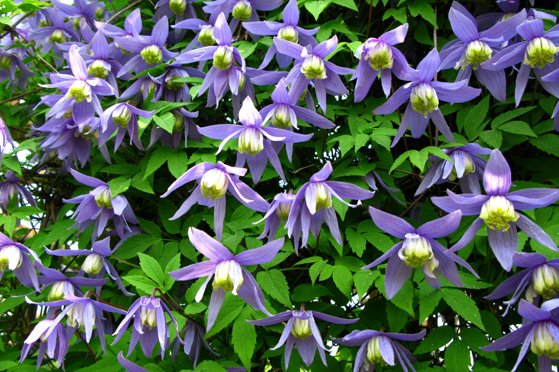 Clematis alpina bildet kleine, glockenförmige Blüten in großer Fülle aus.