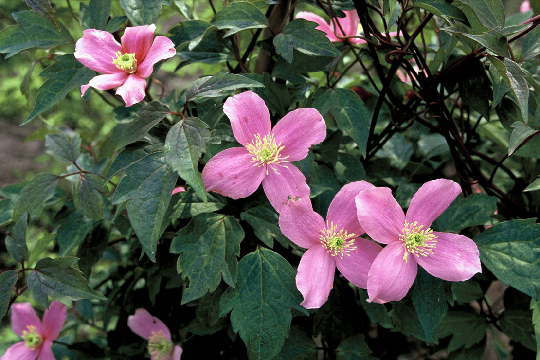 ‘Picton’s Variety’ bringt ab Mai rosafarbene Blüten hervor.