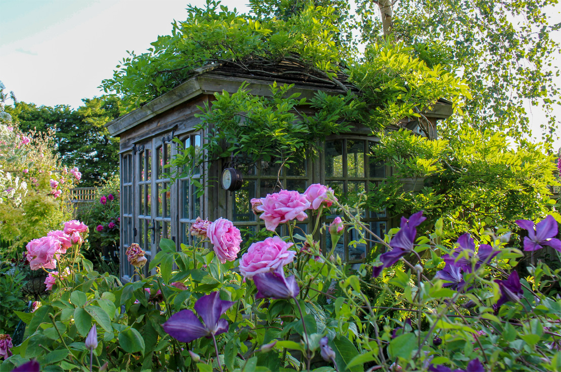 Rose und Clematis bilden ein schönes Duett im Garten.