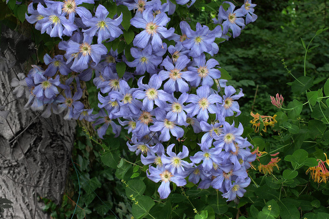 Clematis viticella ‘Prince Charles‘ ist eine robuste Sorte mit hellblauen Blüten. 