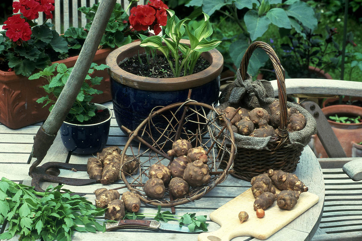 Topinambur-Rezepte Foto: © GartenFlora/Christian Gehler