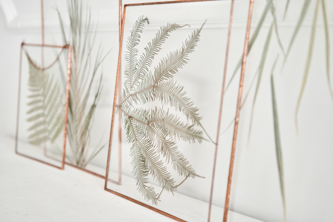 Gepresste Pflanzen in einem Glasrahmen vor weißem Hintergrund