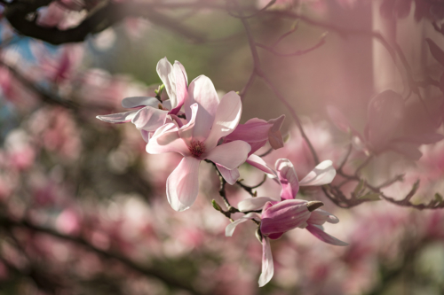 Rosablühende Magnolie. Foto: AdobeStock_Alexander