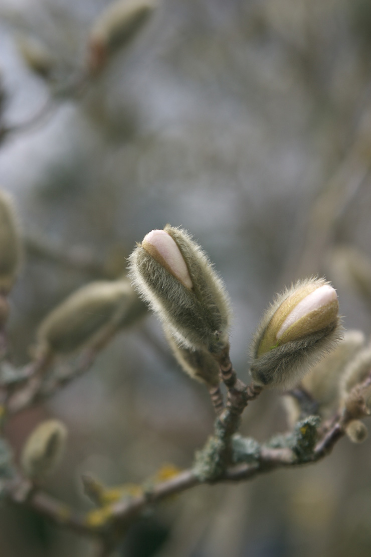 Magnolienknospen. Foto: AdobeStock_Carsten Lenz