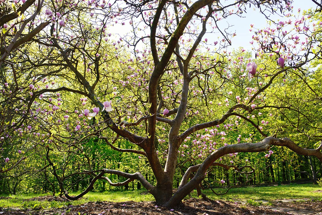 Alter, blühender Magnolienbaum. Foto: AdobeStock_Mny-Jhee