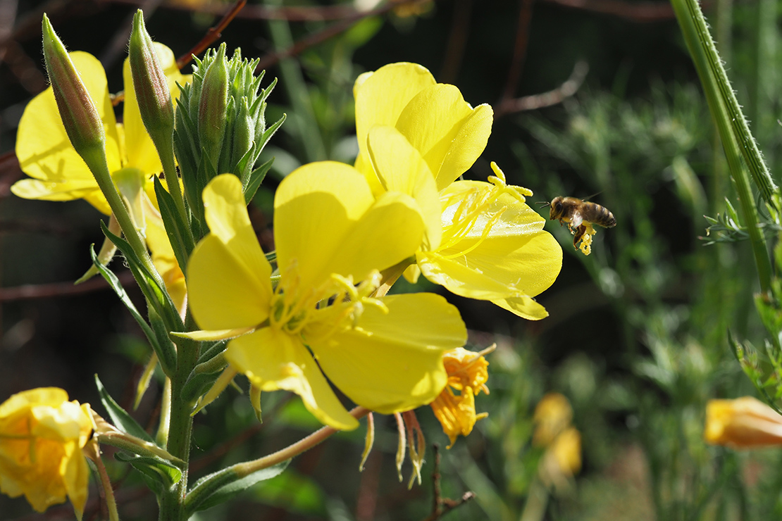 Biene an gelber Nachtkerzenblüte. Foto: AdobeStock_Eifelkraken