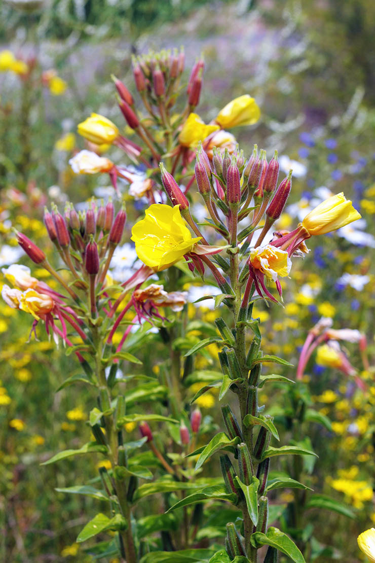 Blühende Nachtkerze auf Blumenwiese. Foto: AdobeStock_lcrms