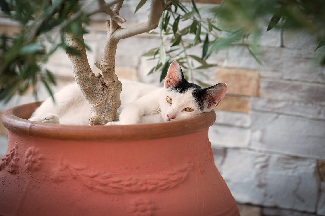 Katze in Olivenbaum-Kübel. Foto: AdobeStock_Maikel