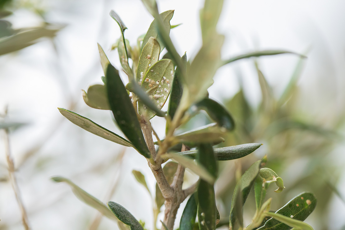 Schädlingsbefall an Olivenbaumblättern. Foto: AdobeStock_Natalia Mylova