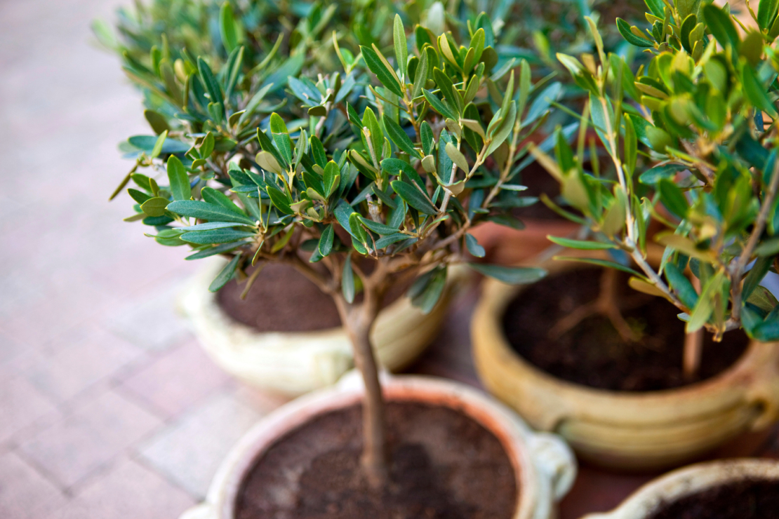 Olivenbaum Pflege – kleine Olivenbäumchen in Terracotta. Foto: AdobeStock_Redzen