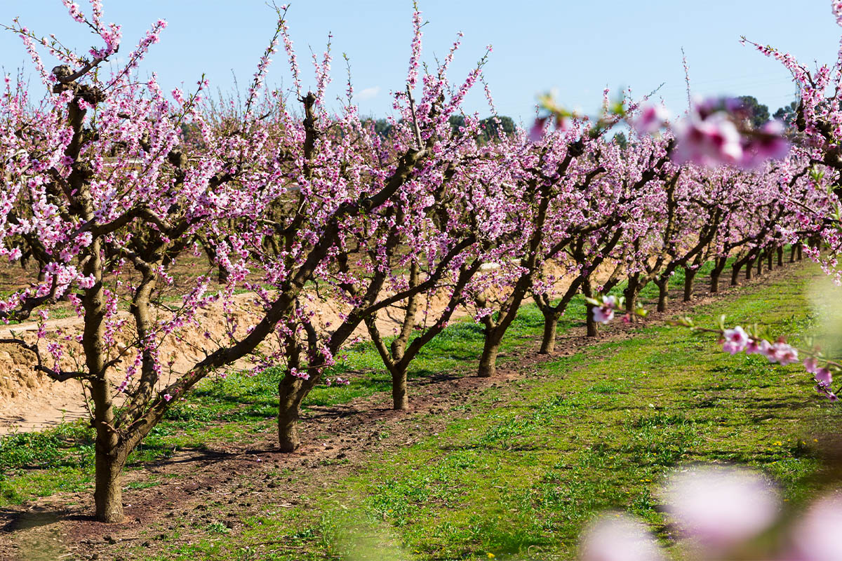 Pfirsichbaum Foto: AdobeStock_JackF