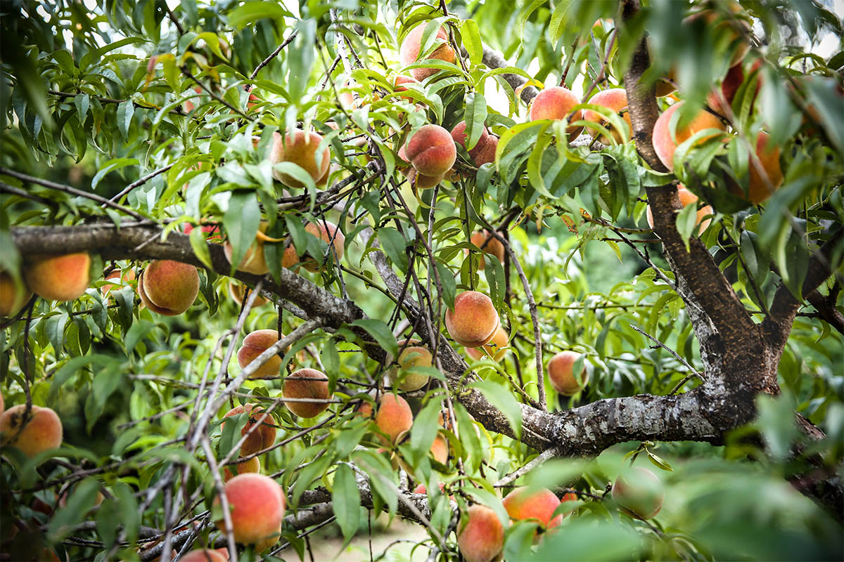 Pfirsichbaum Sommerfrüchte aus dem eigenen Garten GartenFlora