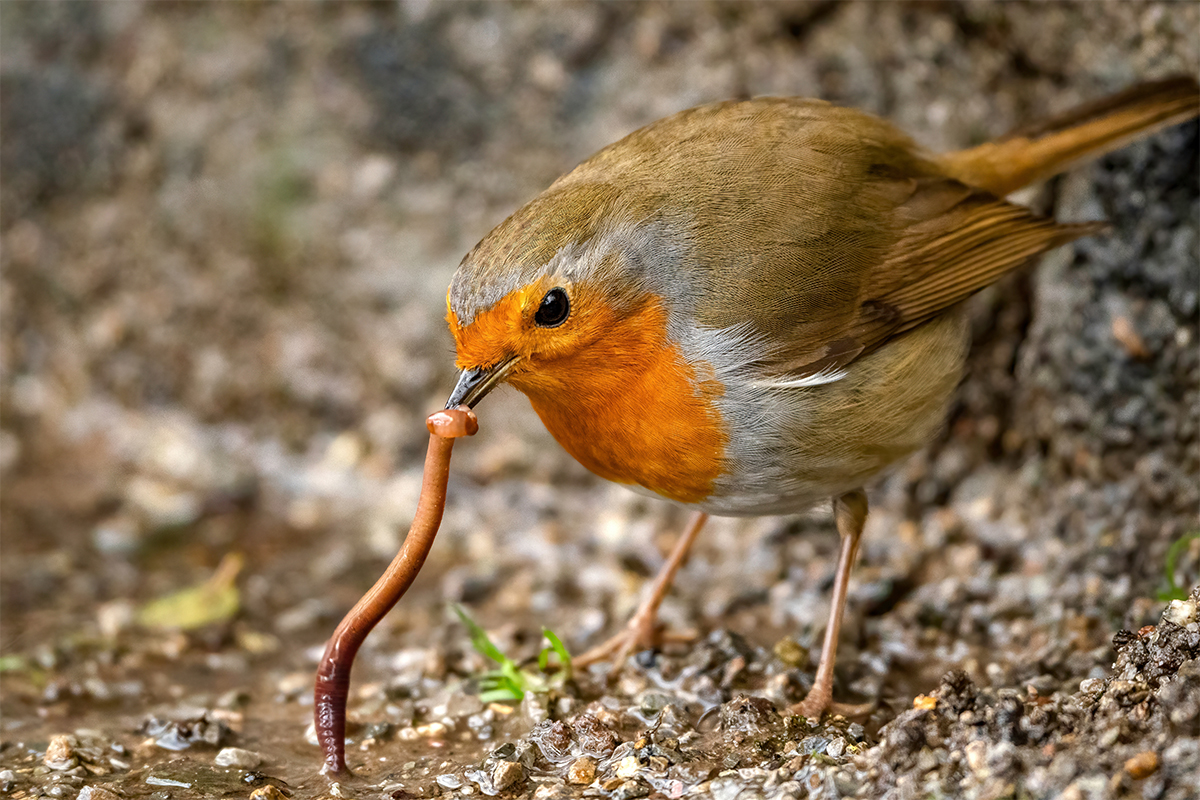 Rotkehlchen mit Regenwurm. Die Tiere sollte man fuettern. [Foto: AdobeStock_Bjoern Kanka]