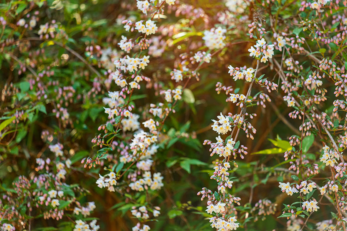 Blühende Schneeforsythie. Foto: AdobeStock_EdNurg