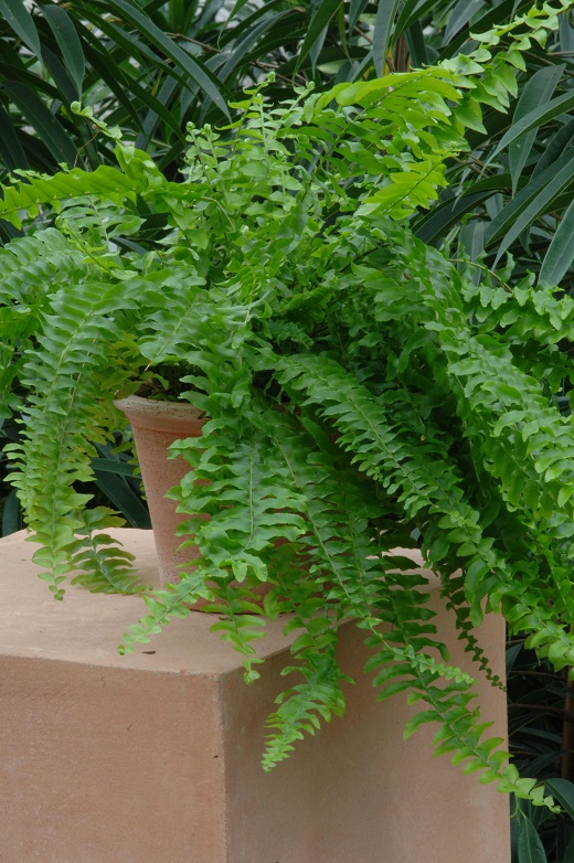 Schwertfarn im Terracotta-Topf mit Pflanzen im Hintergrund für Urban Jungle Feeling