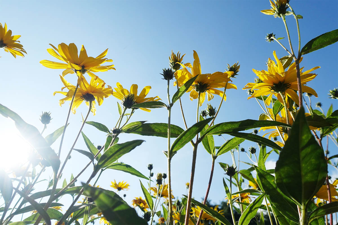 Topinambur (Helianthus tuberosus) in Blüte