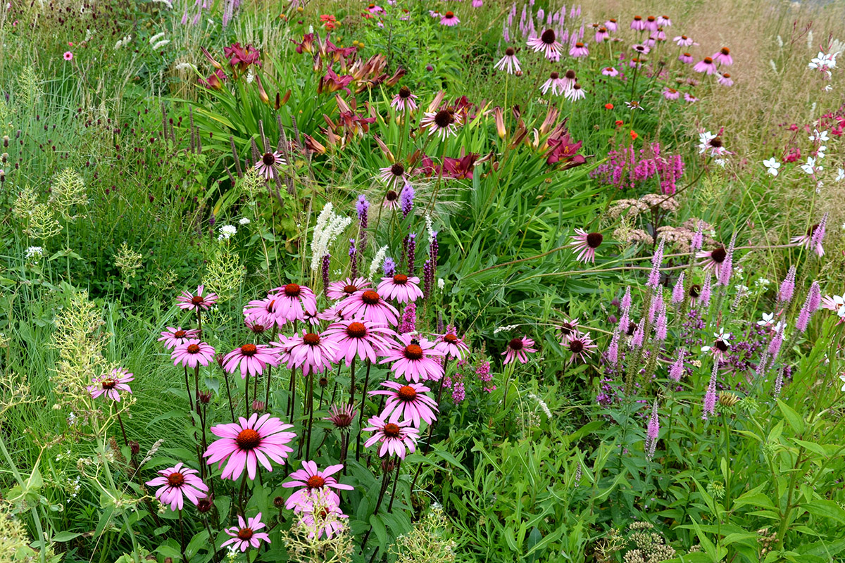 Trockenresistente Pflanzen Tipps und Gestaltungsideen GartenFlora