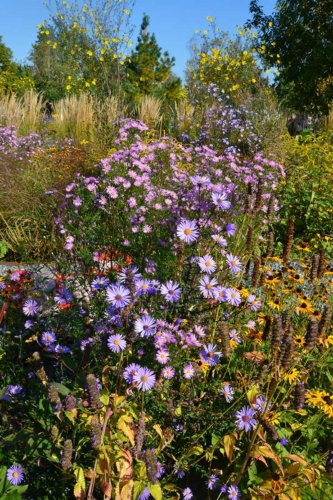 Trockenresistente Pflanzen Tipps und Gestaltungsideen GartenFlora