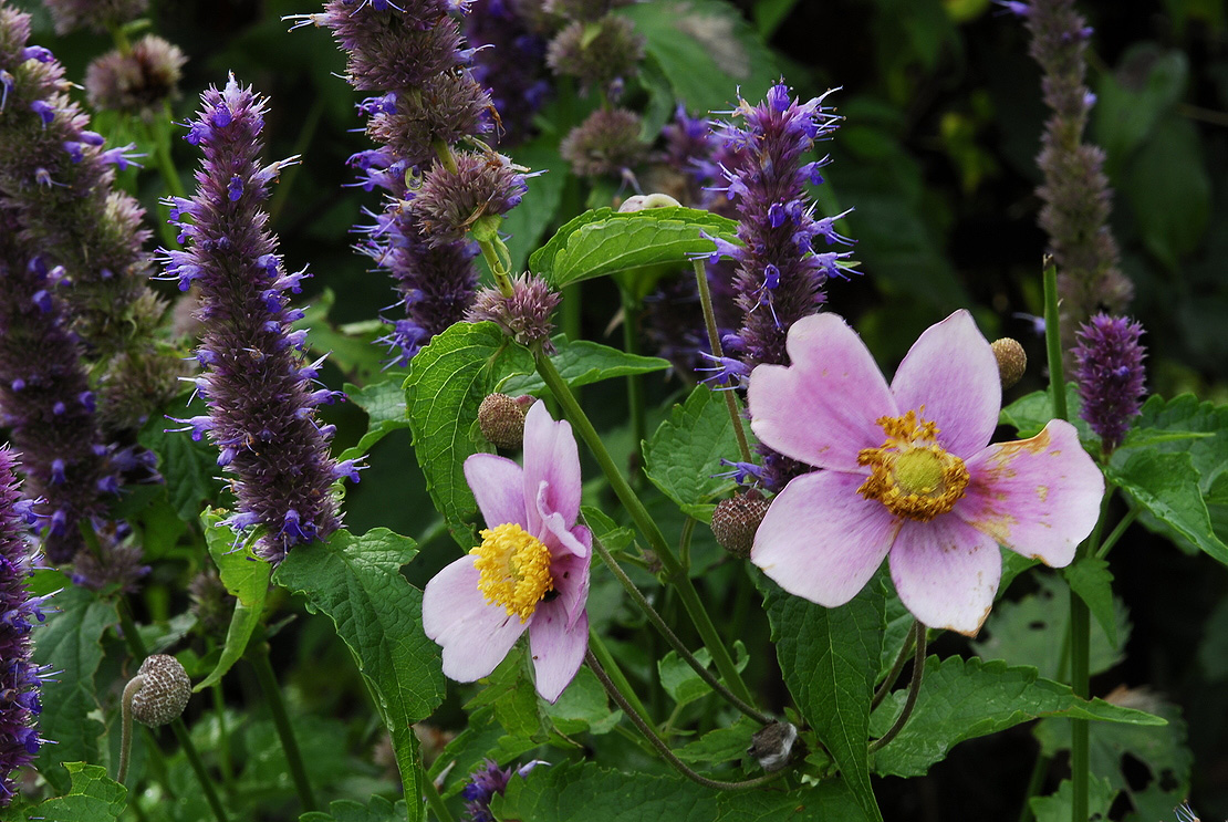 Koreanische Minze und Anemone sind eine hübsche Kombination im Beet.