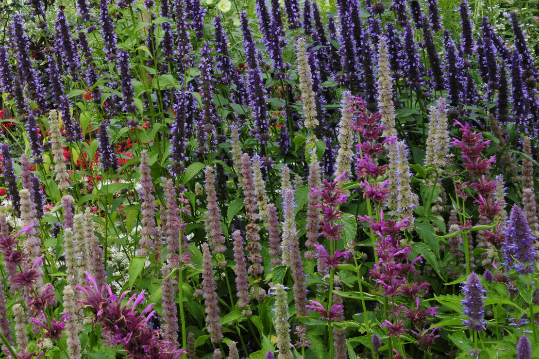 Die rosaroten Blüten der Mexikanischen Duftnessel bilden einen schönen Kontrast zu den dunklen Blüten der Koreaminze.