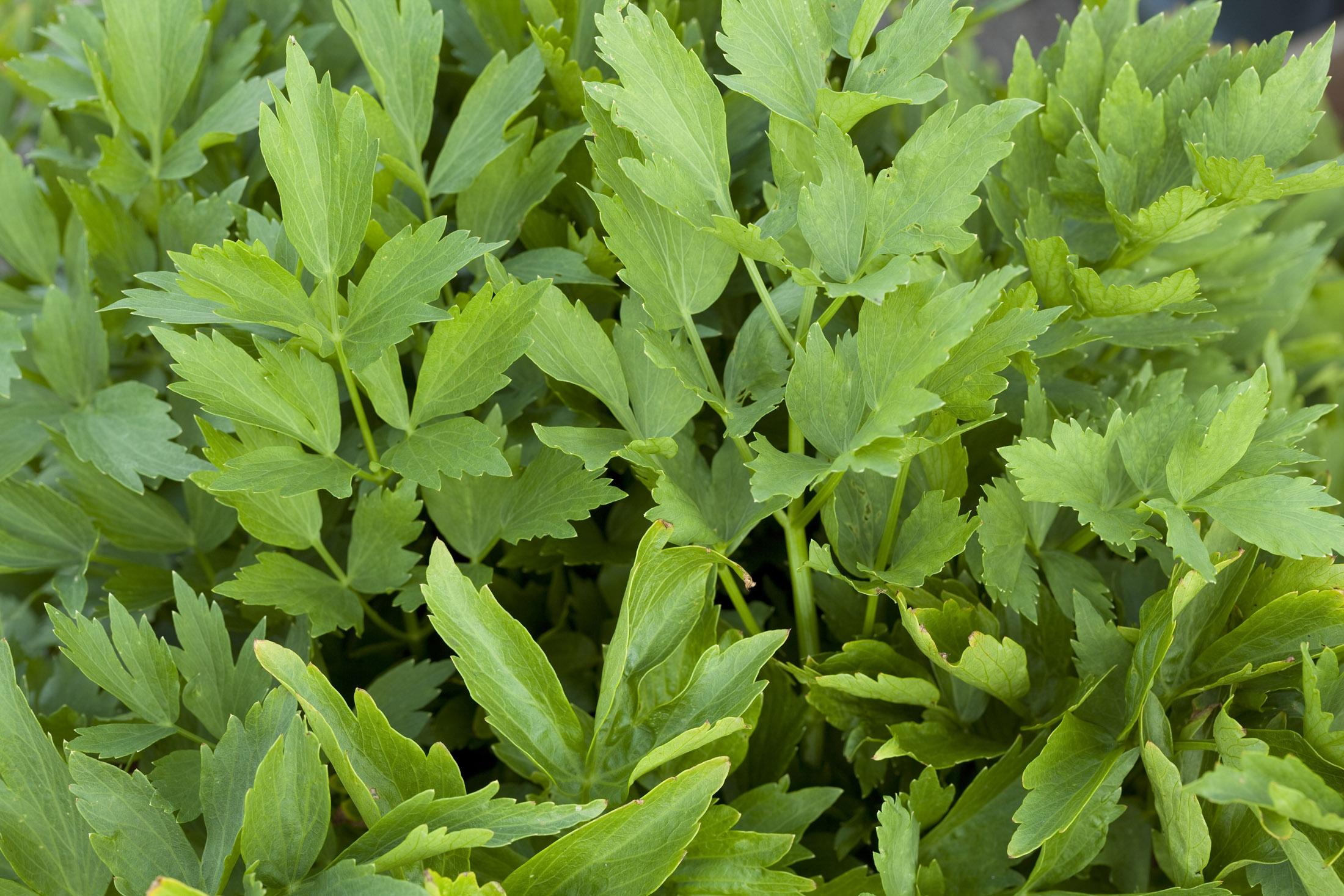 Liebstöckel (Maggikraut) pflanzen, pflegen & ernten GartenFlora