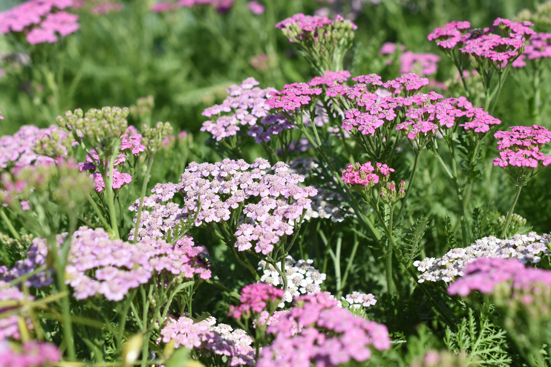 Achillea millefolium ‘Lilac Beauty‘ punktet mit einem reizvollen Farbeffekt. 