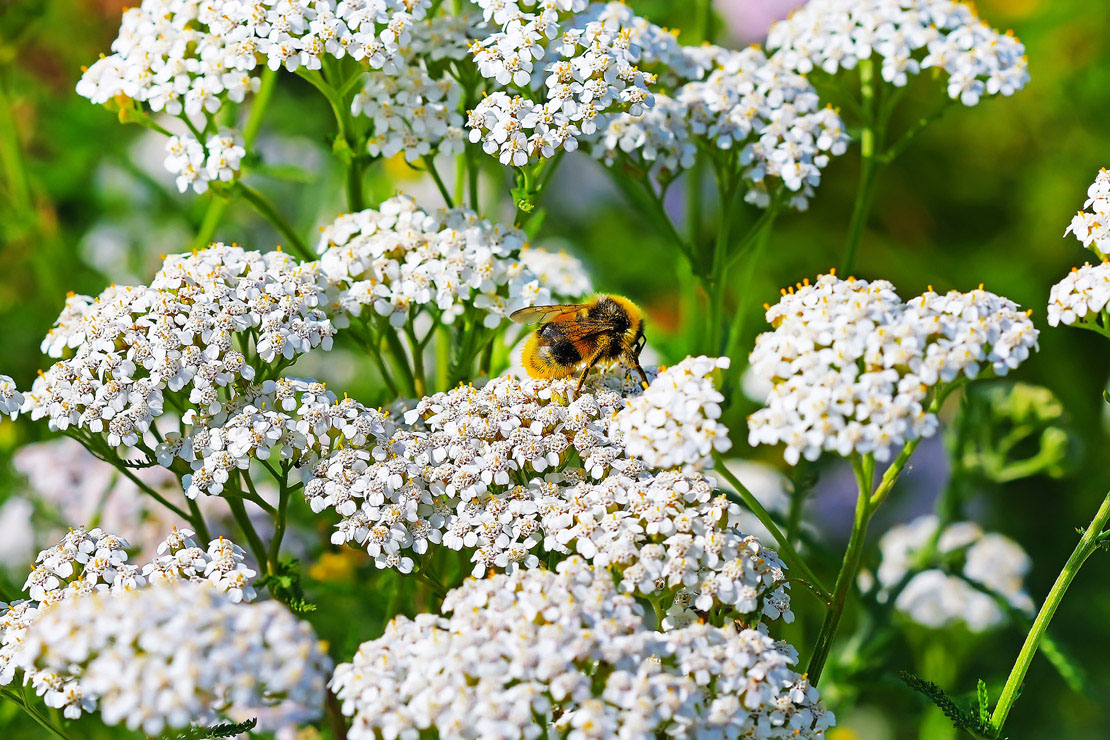 Die Gewöhnliche Schafgarbe ist ein Insektenmagnet.