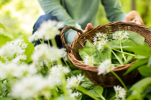 Bärlauch-Ernte für Rezepte Foto: AdobeStock_Daisy Daisy