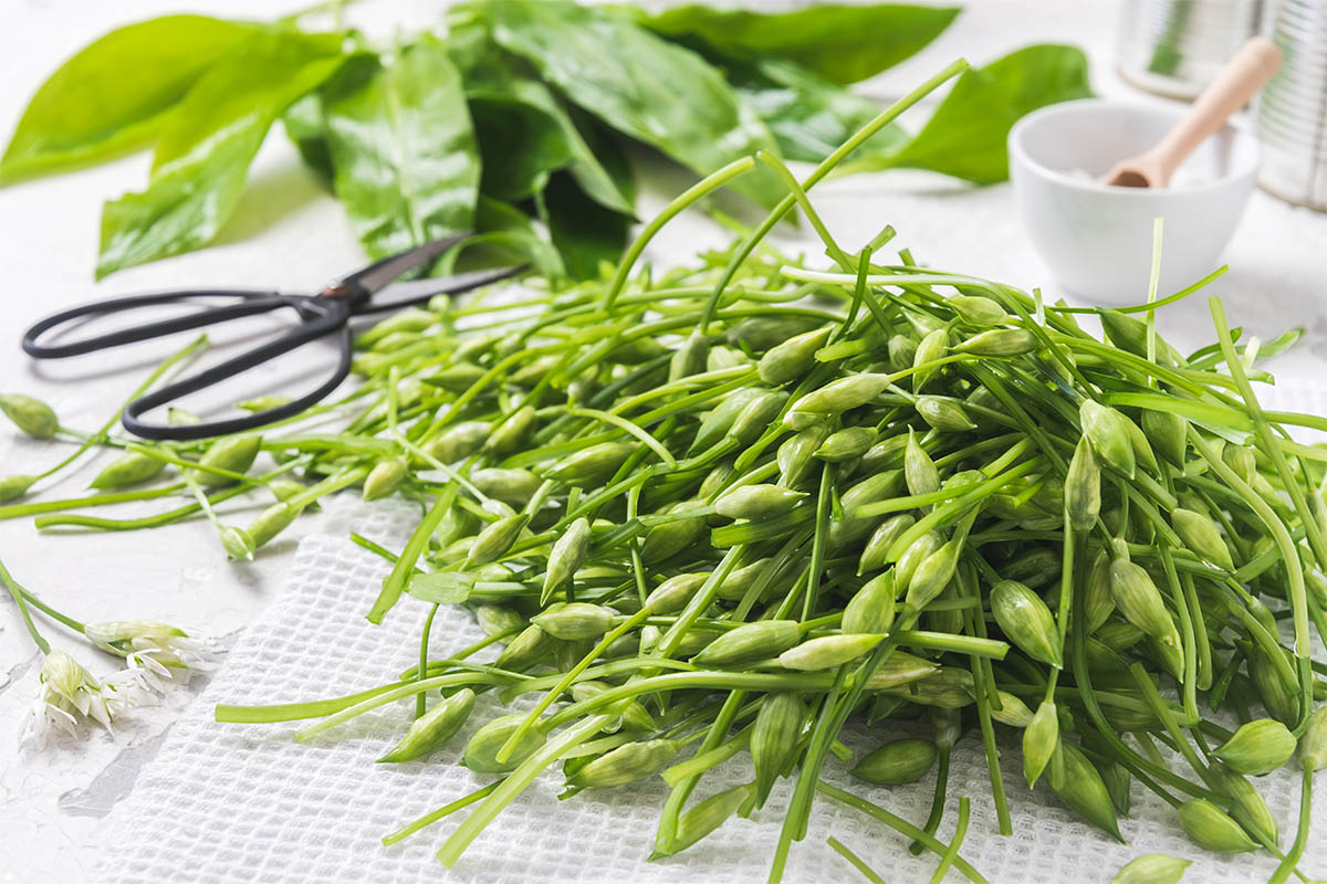 Bärlauch-Knospen für verschiedene Rezepte Foto: AdobeStock_Daniela Baumann