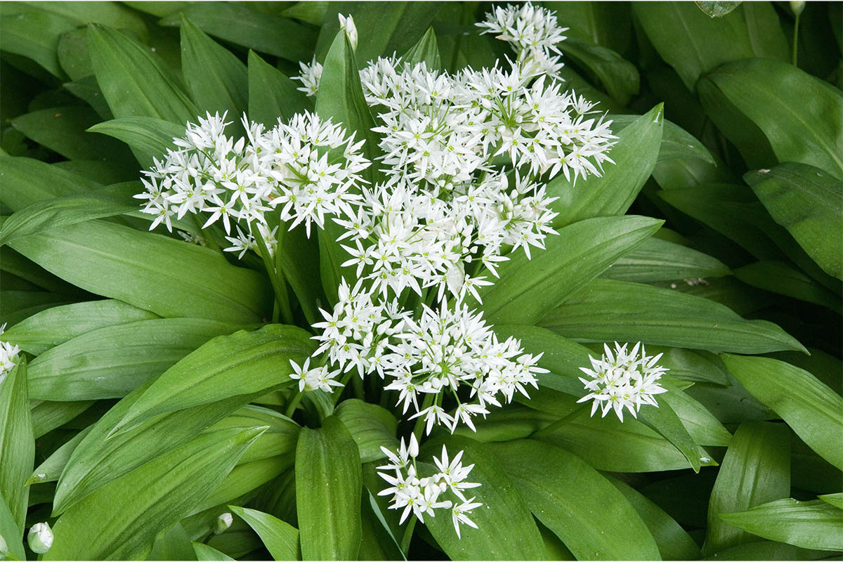 Blüte für Bärlauch-Rezepte Foto: AdobeStock_IrisArt