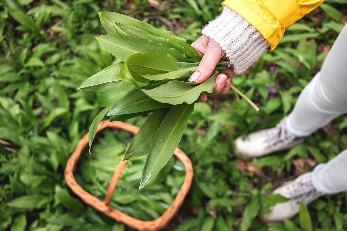 Baerlauch wird im Wald fuer Baerlauchpesto gesammelt [Foto: AdobeStock_Encierro]