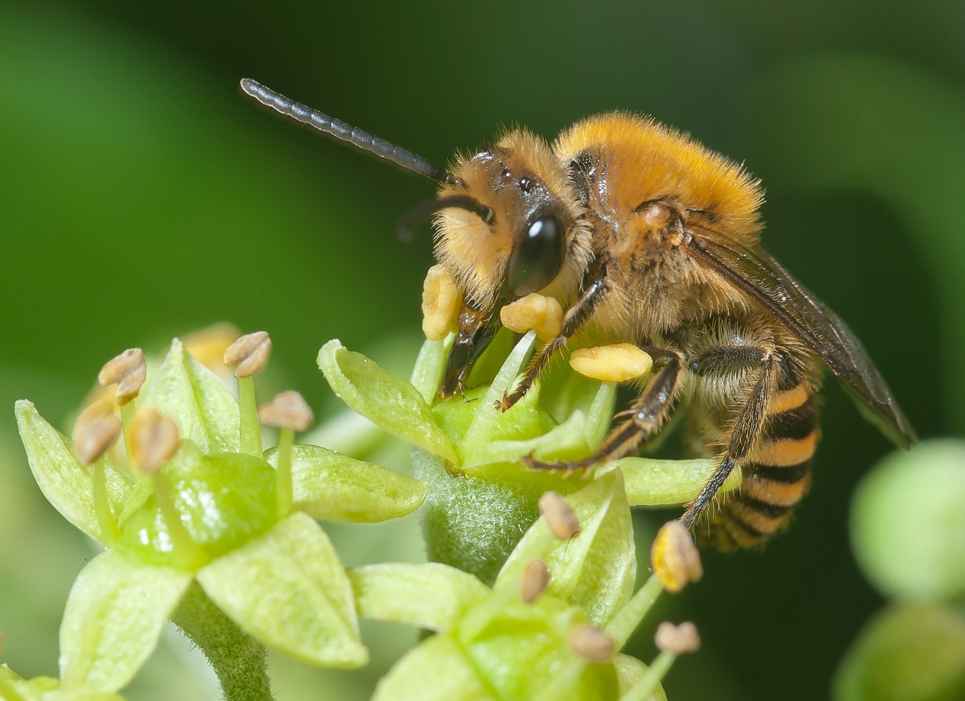 Großaufnahme einer Efeu-Seidenbiene (Colletes hederae) auf einer Efeu-Blüte (Hedera helix).