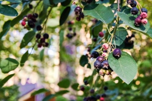 Mit bläulichen Beeren behangene Zweige der Felsenbirne. Im Hintergrund zu sehen ist ein lichter Laubwald. Foto: AdobeStock_Kristina