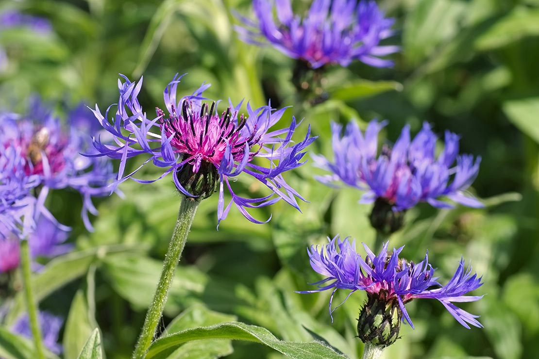 Blaublütige Flockenblumen. Foto: AdobeStock_LianeM