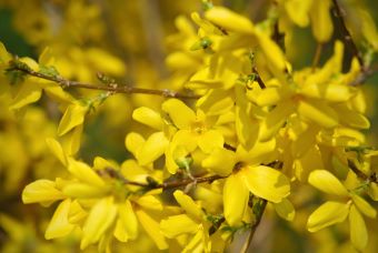 Das satte Gelb der Forsythien zieht zwar Insekten an, in der Regel bieten ihnen ihre Blüten aber weder Pollen noch Nektar.