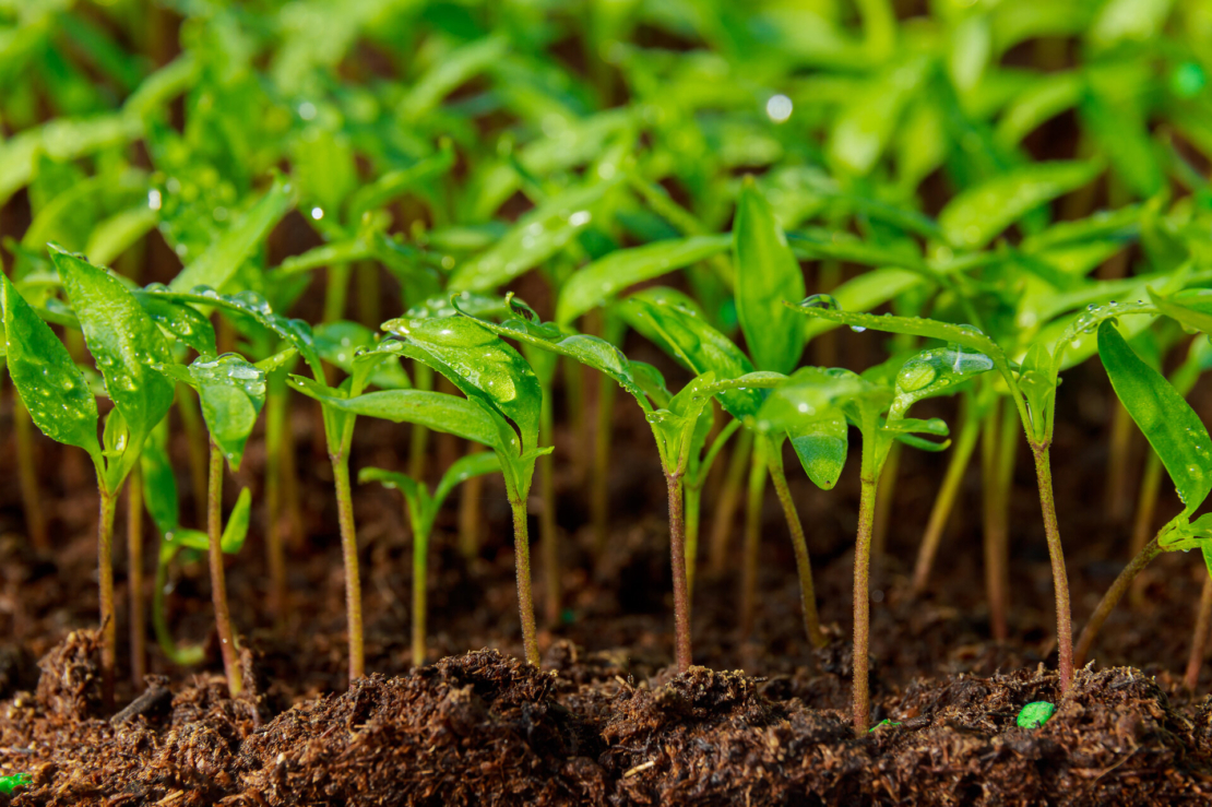 Engstehende Sämlinge von Paprikapflanzen. Foto: AdobeStock_Yaroslav