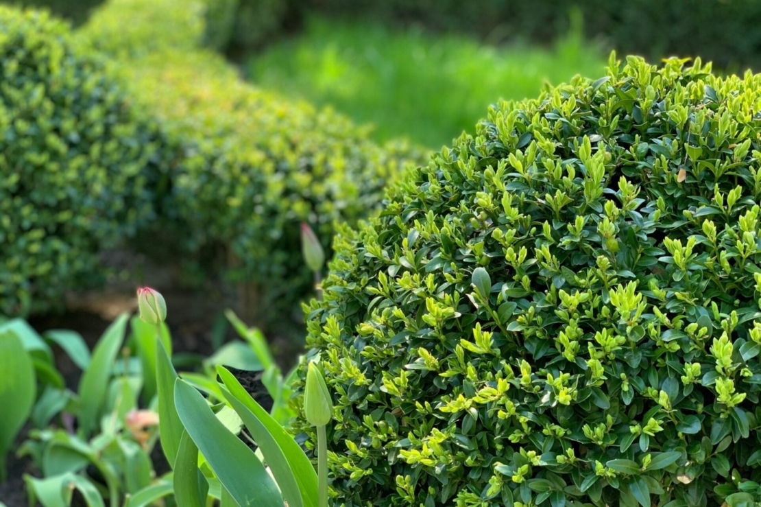 Buchskugeln im Garten. Foto: AdobeStock_nadyarakoca