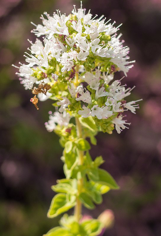 Im Gegensatz zu anderen Oregano-Arten blüht der Griechische Oregano weiß.