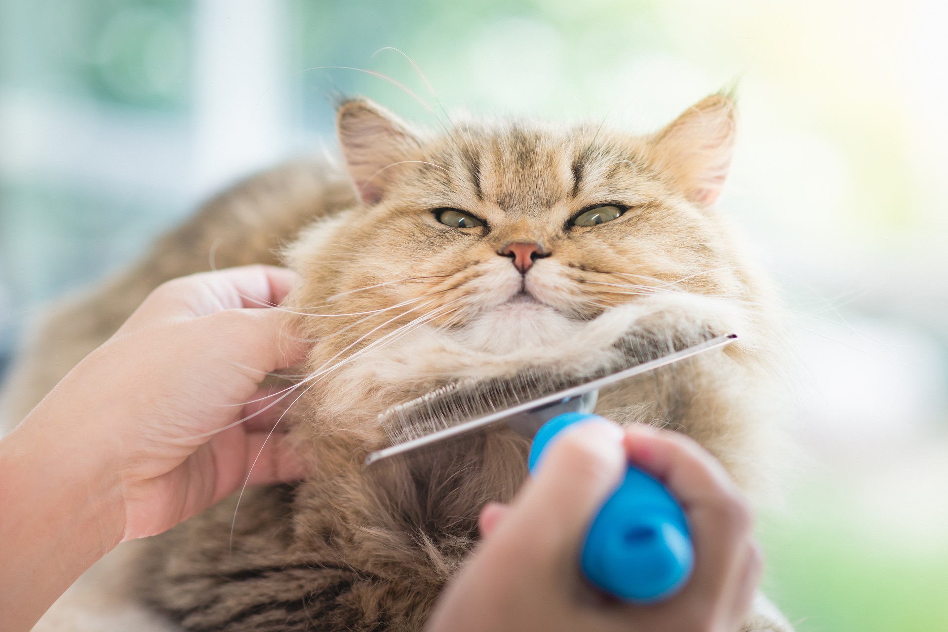 Großaufnahme einer Katze bei der Fellpflege durch eine Person. Die linke Hand streichelt die Katze am Kopf, die andere hält bürstet das Tier mit Metallbürste mit blauem Griff am Hals.