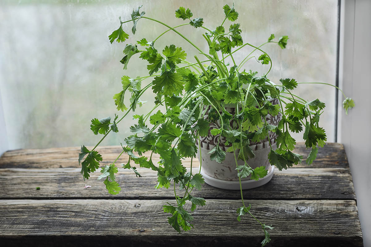 Kraeuter fuer die Fensterbank Foto: AdobeStock_Elena