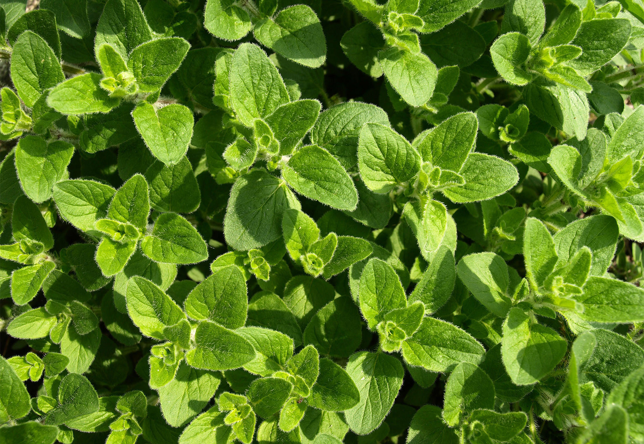 Oregano pflanzen & pflegen Von der Aussaat bis zur Ernte GartenFlora