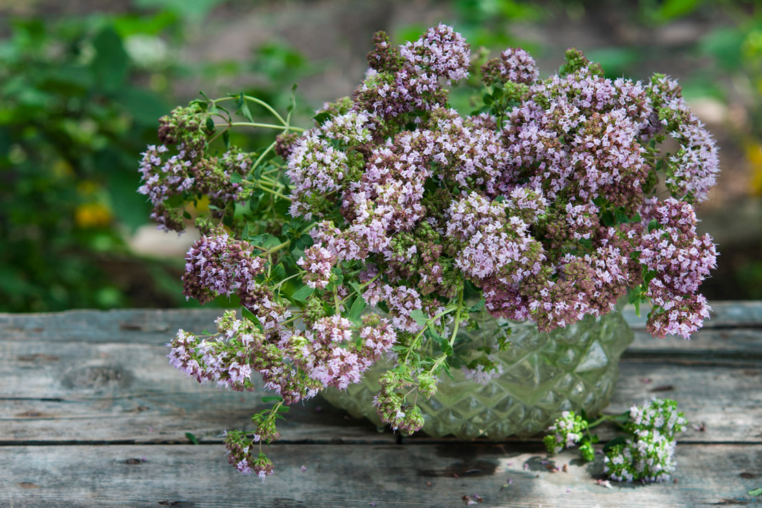 Oregano sollte für die Trocknung während oder kurz vor der Blüte geerntet werden.