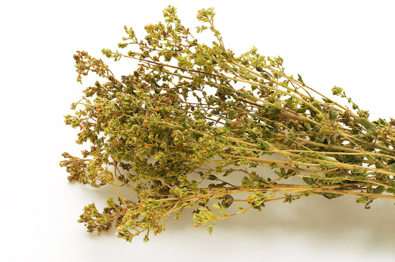 Oregano pflanzen & pflegen Von der Aussaat bis zur Ernte GartenFlora