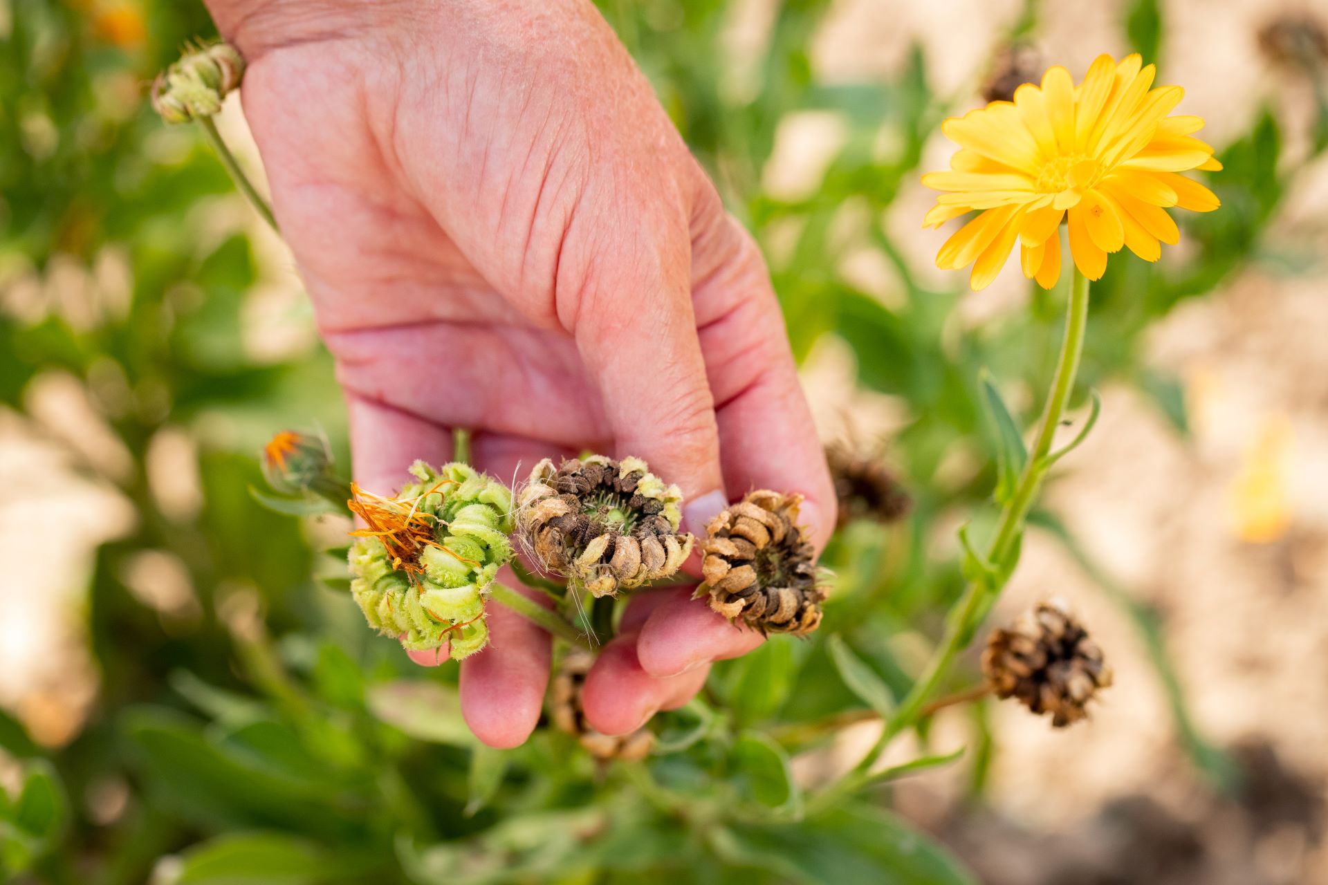 Hand hält drei Samenkapseln einer Ringelblume, eine davon erntereif getrocknet, eine schon halbtrocken, eine weitere noch grün. Im Hintergrund gelbe Ringelblumenblüte sowie Blattwerk in Unschärfe.