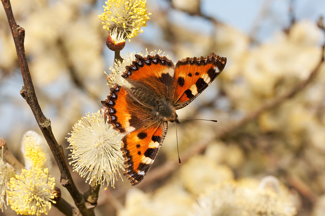 Kleiner Fuchs an Salweiden-Kätzchen. Foto: AdobeStock_faunuslsd