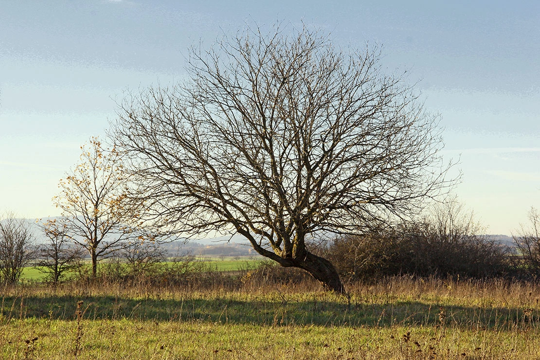 Salweide im Winter mit einem kurzen, krummen Stamm. Foto: AdobeStock_horst jürgen schunk