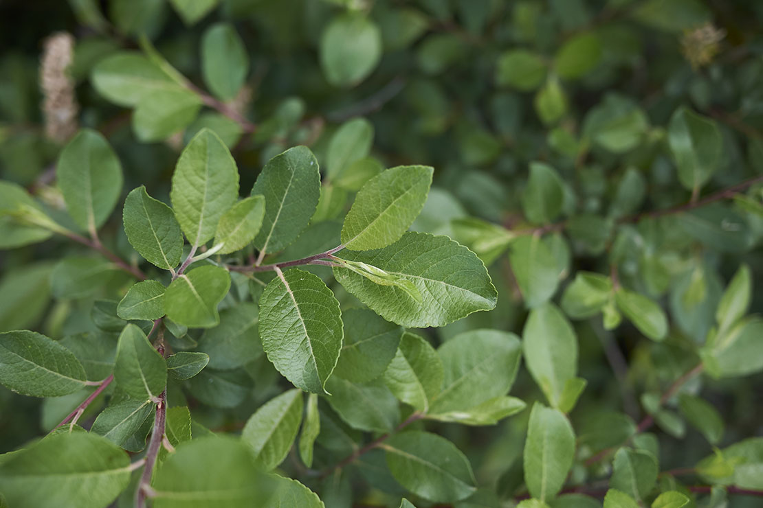 Grünes Laub der Salweide. Foto: AdobeStock_simona