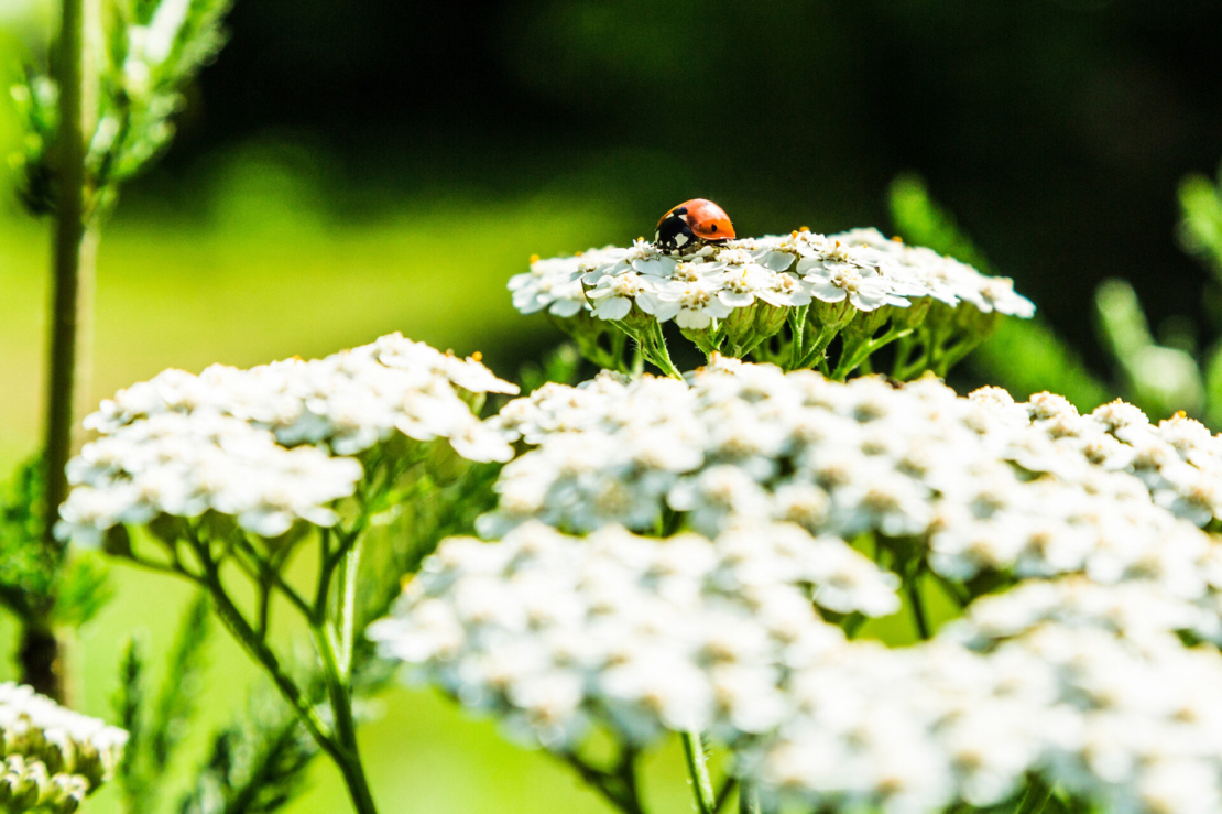 Ein Marienkäfer sitzt auf einer weißen Schafgarbenblüte. Foto: AdobeStock_photo-corona