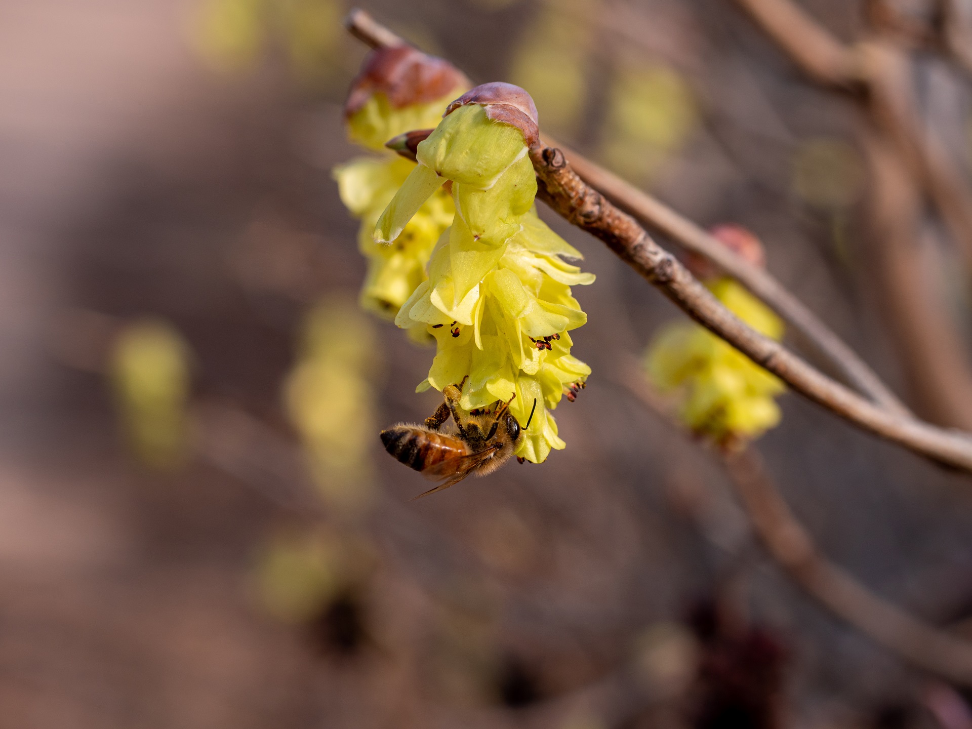 Eine Biene sammelt kopfüber Pollen an einer Blüte einer Koreanischen Scheinhasel (Corylopsis coreana). Im unscharfen Hintergrund sind weitere hellgelbe Blütenrispen zu erahnen.