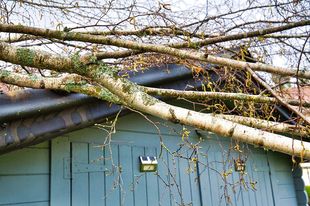 Sturmschäden durch umgestürzte Birke Foto: AdobeStock_catherinelprod